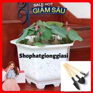 Combo 10 Hạt Sen Mini - Đã Mài Sẵn Đầu Hạt - Tặng Kèm Bộ Dụng Cụ Trồng Cây Mini