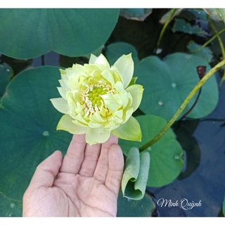 Củ sen mini Snow White (Biển tuyết)