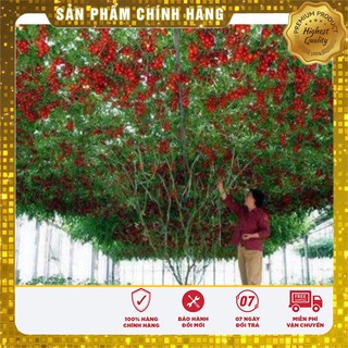 Cà Chua Bạch Tuộc ( Cà chua leo giàn) 04 hạt