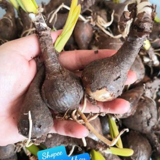 Combo 5 củ Bỉ Ngạn Lai Lycoris