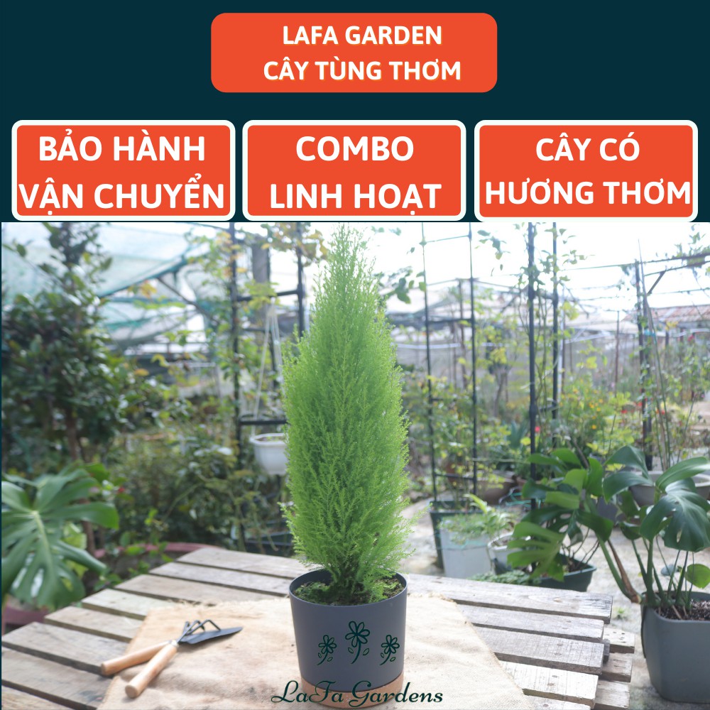 Cây tùng thơm lá mịn LAFA GARDEN, kích thước (30-40cm) nhỏ gọn, lá tỏa hương thơm, trang trí đẹp