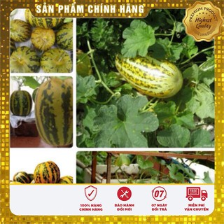 HẠT GIỐNG DƯA BỞ THƠM QUẢ DÀI