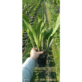 Lan Cattleya Nhật Thịnh hàng thuần sắp mèo