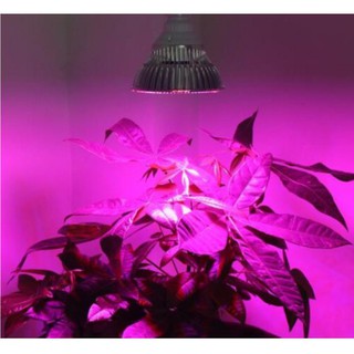 Bóng đèn led tia cực tím cho cầy trồng phát triển - Retail Boss