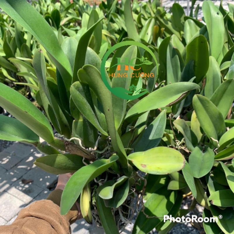 CATTLEYA HOA ĐẠI HÀNG KHỦNG LONG, CÓ CHẬU ĐANG MÈO