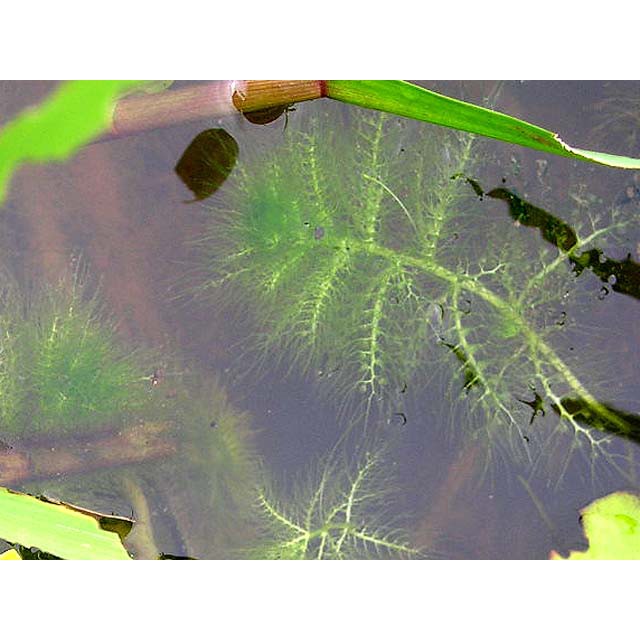 Rong trứng nuôi cá - 100g