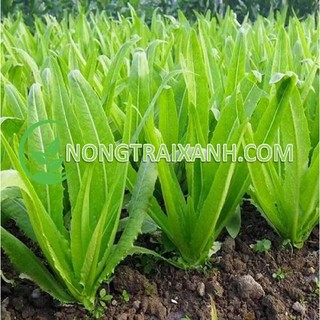 5gr - hạt giống rau diếp thơm xanh