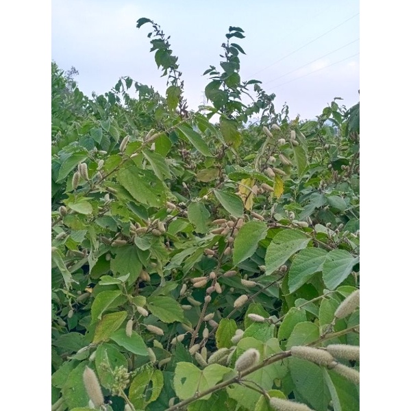 400 Hạt Giống An Xoa Hoa Tím