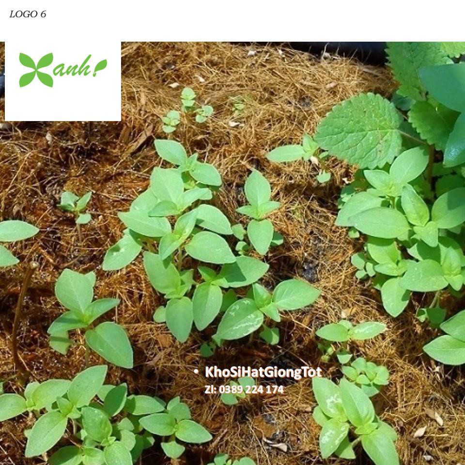 Gói 50 Hạt Giống Húng Thơm Trắng / Rau É Trắng / Rau Thơm Sả