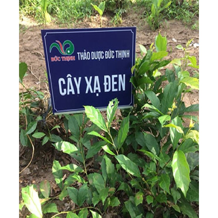 Hạt Giống Cây Xạ Đen -  (Cây dược liêu ) 50 hạt/gói