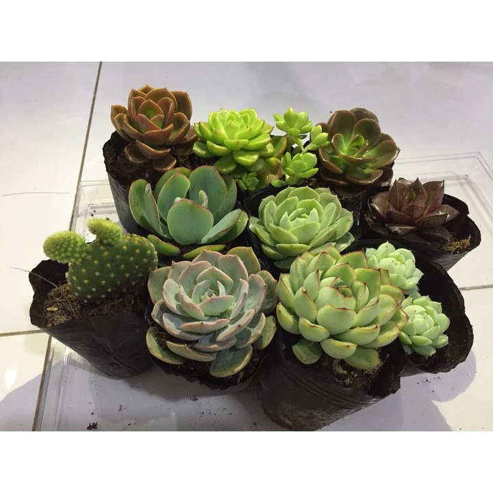 combo 10 cây sen đá 4 - 6 cm