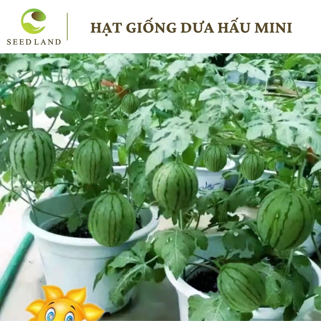 Hạt giống dưa hấu mini quả tròn - 10 hạt, quả siêu ngọt, trái nhỏ vỏ mỏng Seed Land