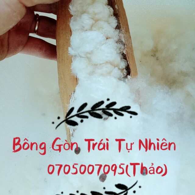 Compo 3 ký bông gòn tự nhiên 100% ko pha trộn tạp chất