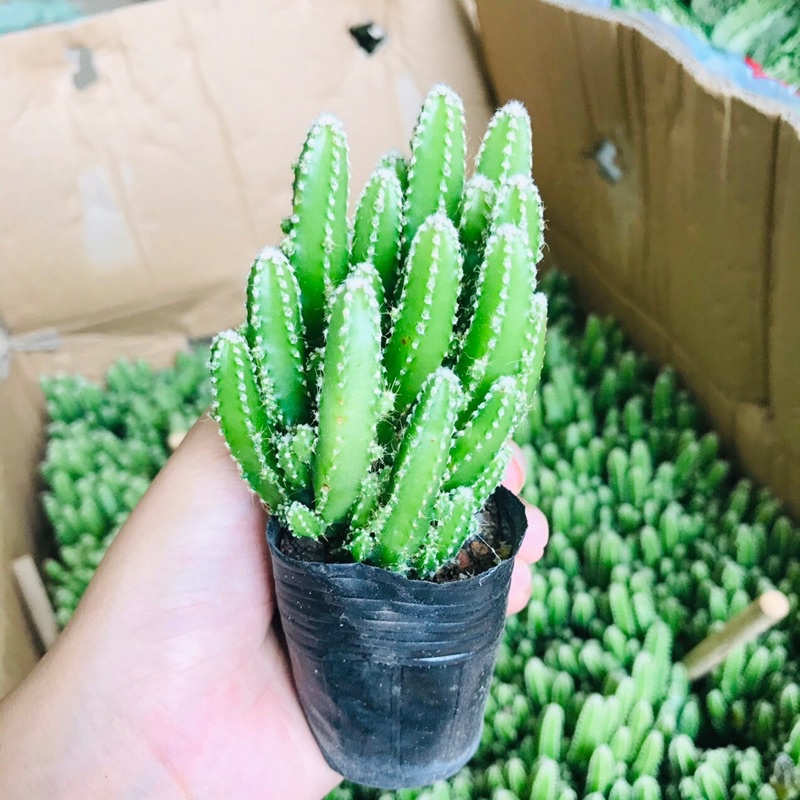 Xương Rồng Thanh Sơn Bụi To, Chưa kèm Chậu