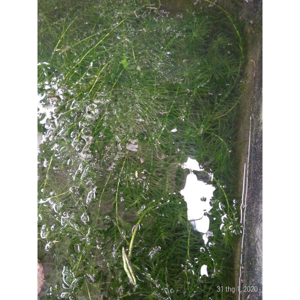Rong đuôi chó - Cây thủy sinh