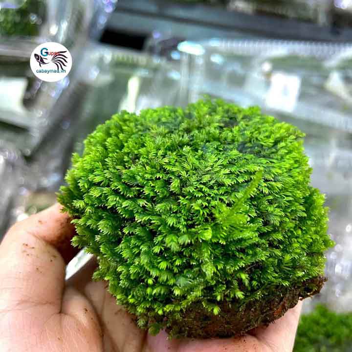 Rêu Mini Fiss Bám Đá loại lớn- Mini Fiss Viên Thuỷ Sinh - viên rêu minifiss - trang trí bể thủy sinh - bể tép