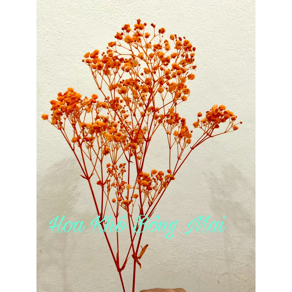 🌸Loại đẹp🌸Hoa khô HOA BABY BLOOM màu cam decor trang trí nhà cửa, đạo cụ chụp ảnh phong cách vintage