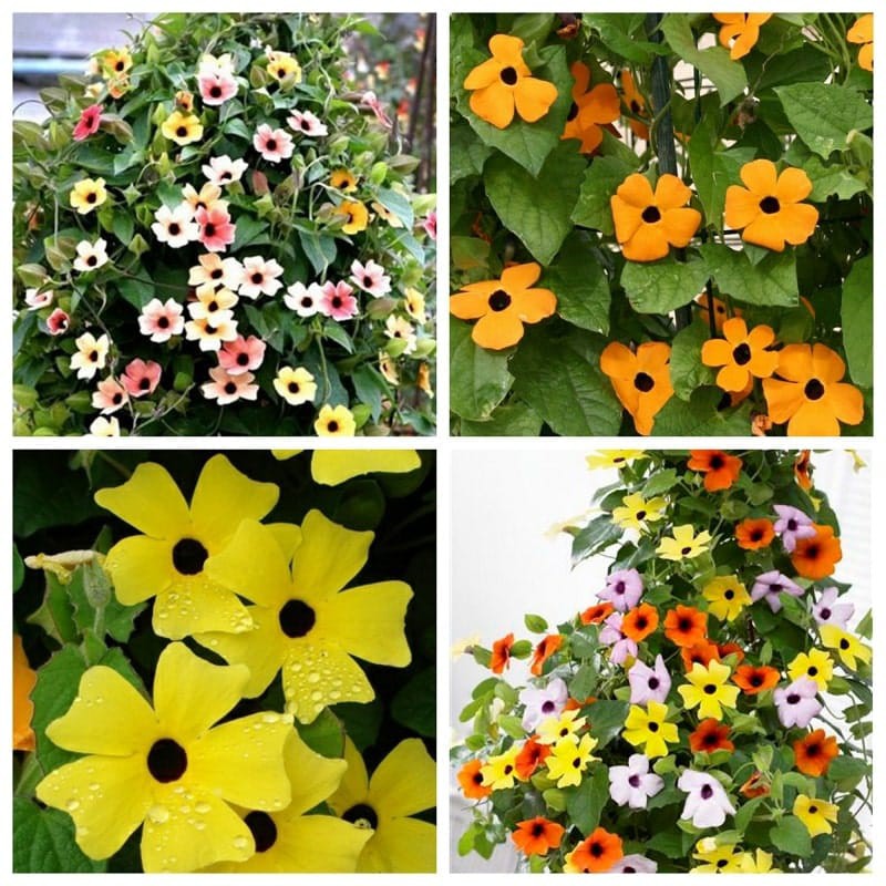 Hạt giống hoa dây leo Ánh Dương Mix 5 hạt - HG1