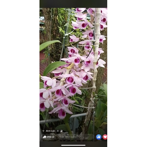 Hoa phong lan  phi điệp cửu long cao phong