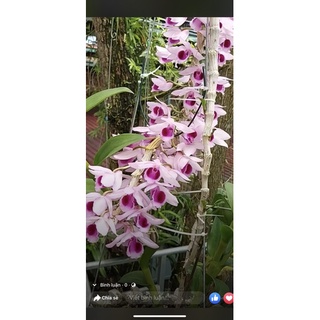 Hoa phong lan (kie) phi điệp cửu long cao phong