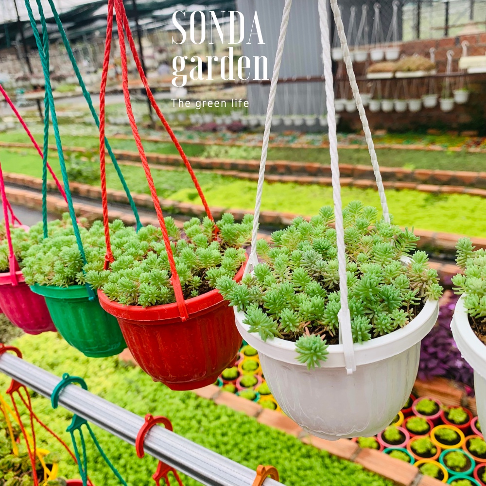 Sen đá sedum cơm SONDA GARDEN trồng chậu treo đường kính 9cm, cây cảnh trang trí nhà cửa, lỗi 1 đổi 1