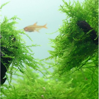 Rêu Java - Taxiphyllum barbieri