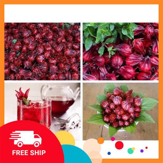 5 Hạt giống Atiso đỏ (Bụt dấm) (tặng gói Kích nẩy mầm và Hướng dẫn) KHUYẾN MẠI TRONG NGAY