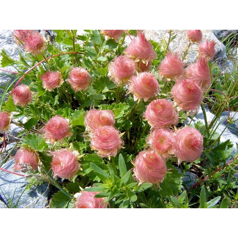 Hạt giống hoa khói thảo nguyên chơi Tết