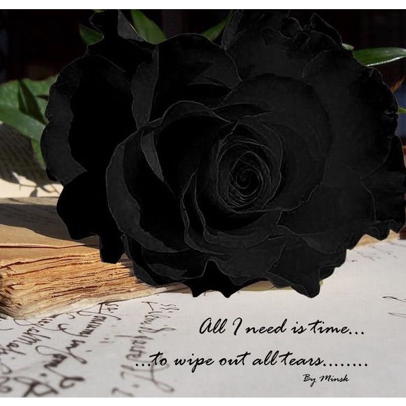 Hạt giống Hoa Hồng Đen - 10 Hạt siêu hoa