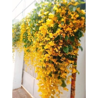 💥 Cây hoa Lan Hoàng Dương 🤗🤗 Siêu Xinh🌳🌳 lâu năm rất dễ trồng