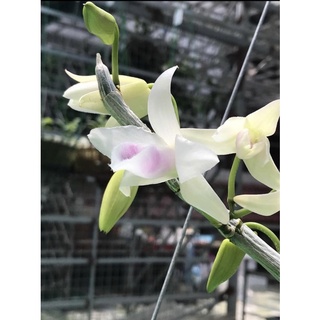 Hoa phong lan phi điệp 5ct gái nhảy