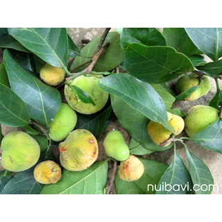 100 Hạt giống cây chay (Kèm kích thích hạt nảy mầm)
