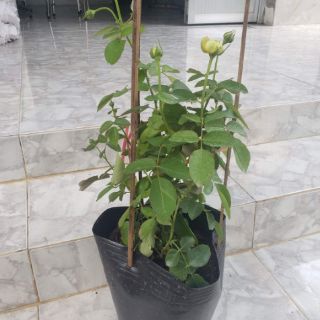 Hoa Hồng trứng Catalina(tặng kèm phân bón)