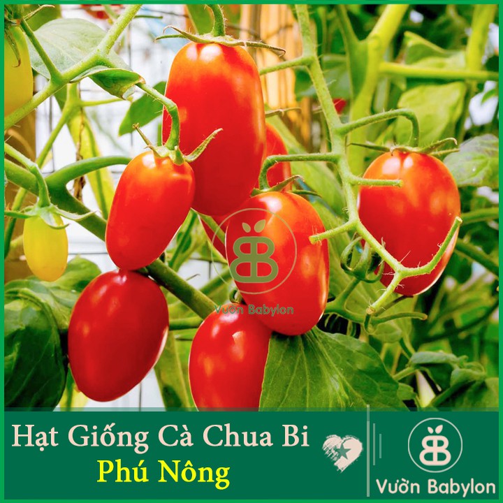 Hạt Giống Cà Chua Bi F1 Siêu Quả - Hạt Giống Cà Chua Dễ Trồng, Dinh Dưỡng Cao