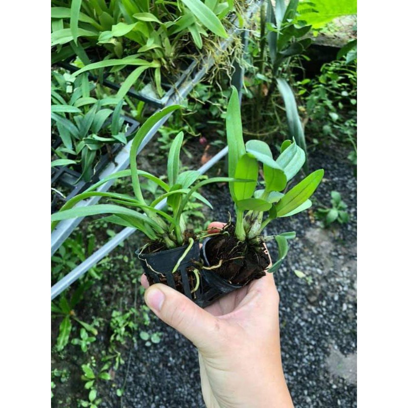 Lan Denro yaya giống