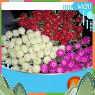 🌸hoa🌸hạt giống hoa cúc bách nhật mix màu túi 200 hạt