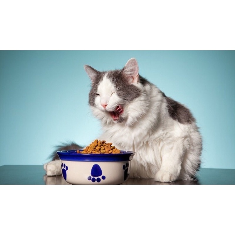 Thức Ăn Hạt Cho Mèo Con Whiskas - Xiuxiu Giang