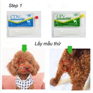 Que test hai loại bệnh Care và Parvo thường gặp ở Cún