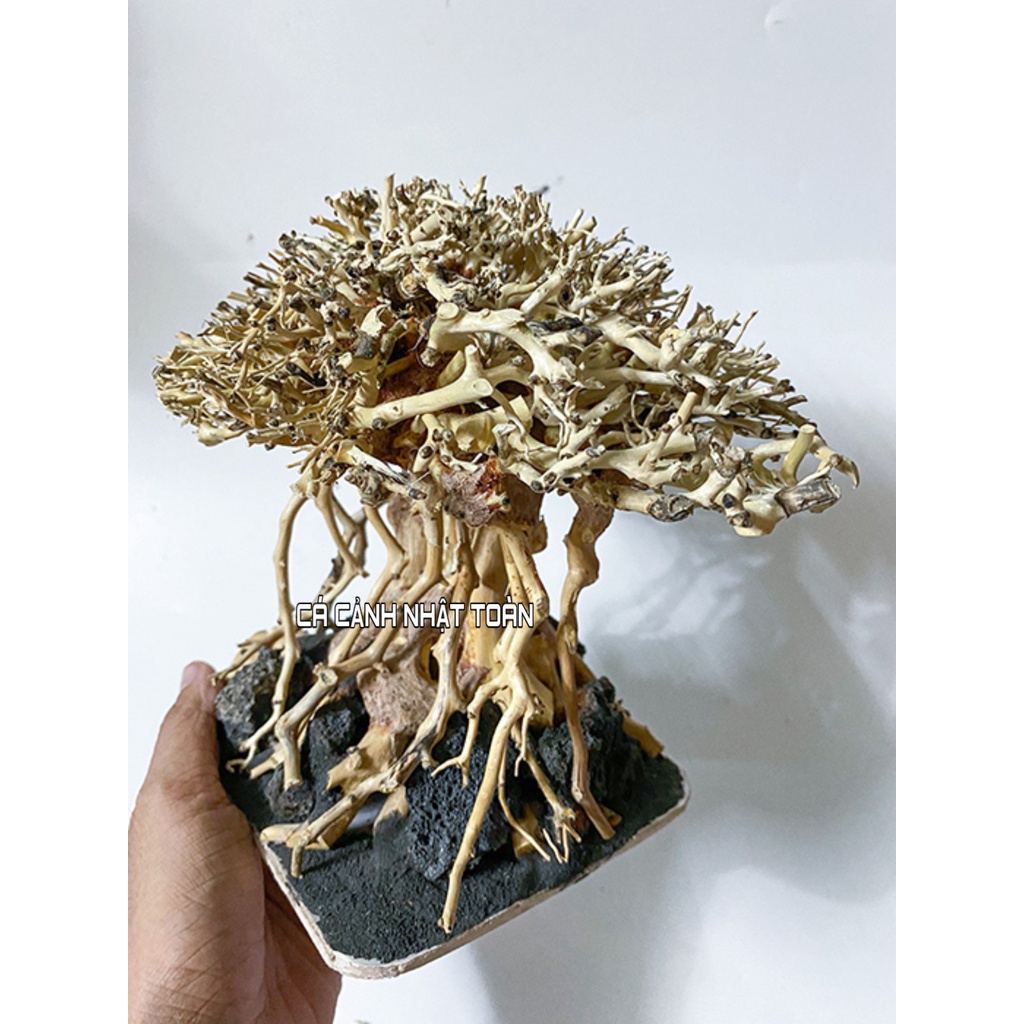 BONSAI LỦA RỪNG TRANG TRÍ BỂ THỦY SINH 20X13X17CM