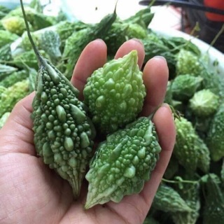 Hạt giống Khổ qua rừng