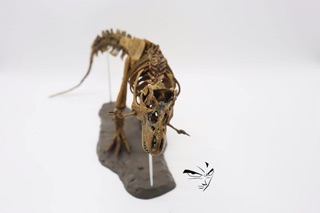 [Kadic] Mô hình Xương Khủng long T-rex