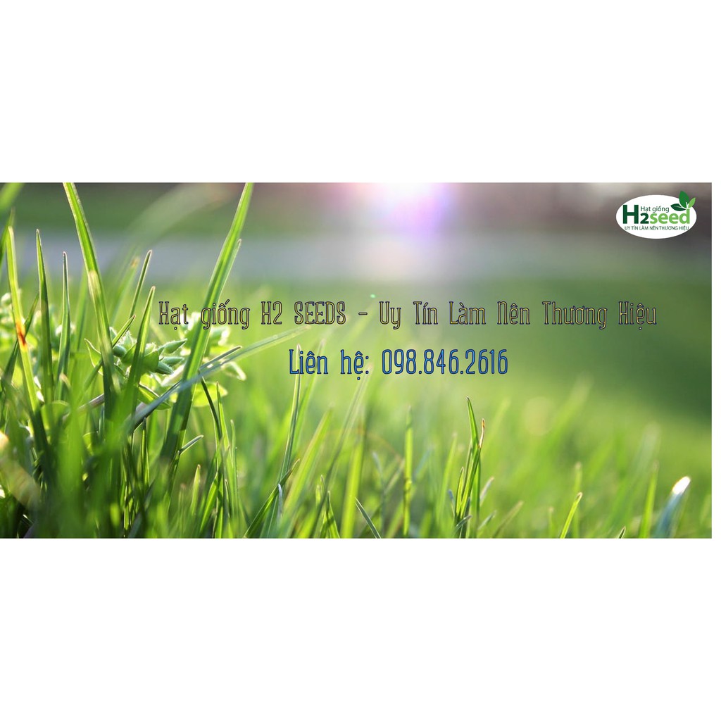 Hạt Giống Cỏ Yến Mạch - Gói 50g – Hạt Giống Cỏ Giàu Dinh Dưỡng cho Chăn Nuôi Gia Súc và Có Thể Dùng Nuôi Mèo