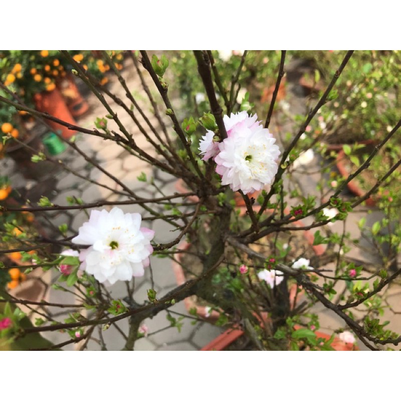 Mai trắng, Nhất chi mai