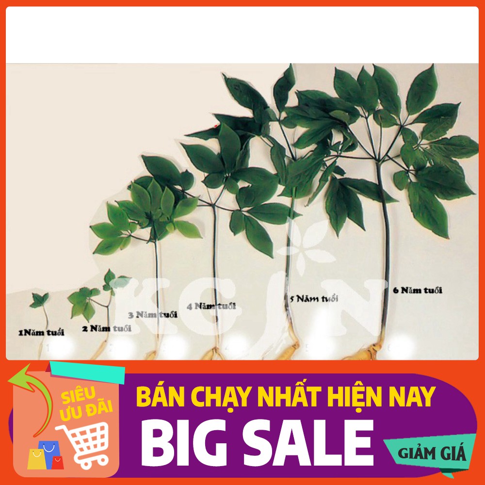 Gói lớn 50 hạt Hạt Giống Nhân Sâm Hàn Quốc