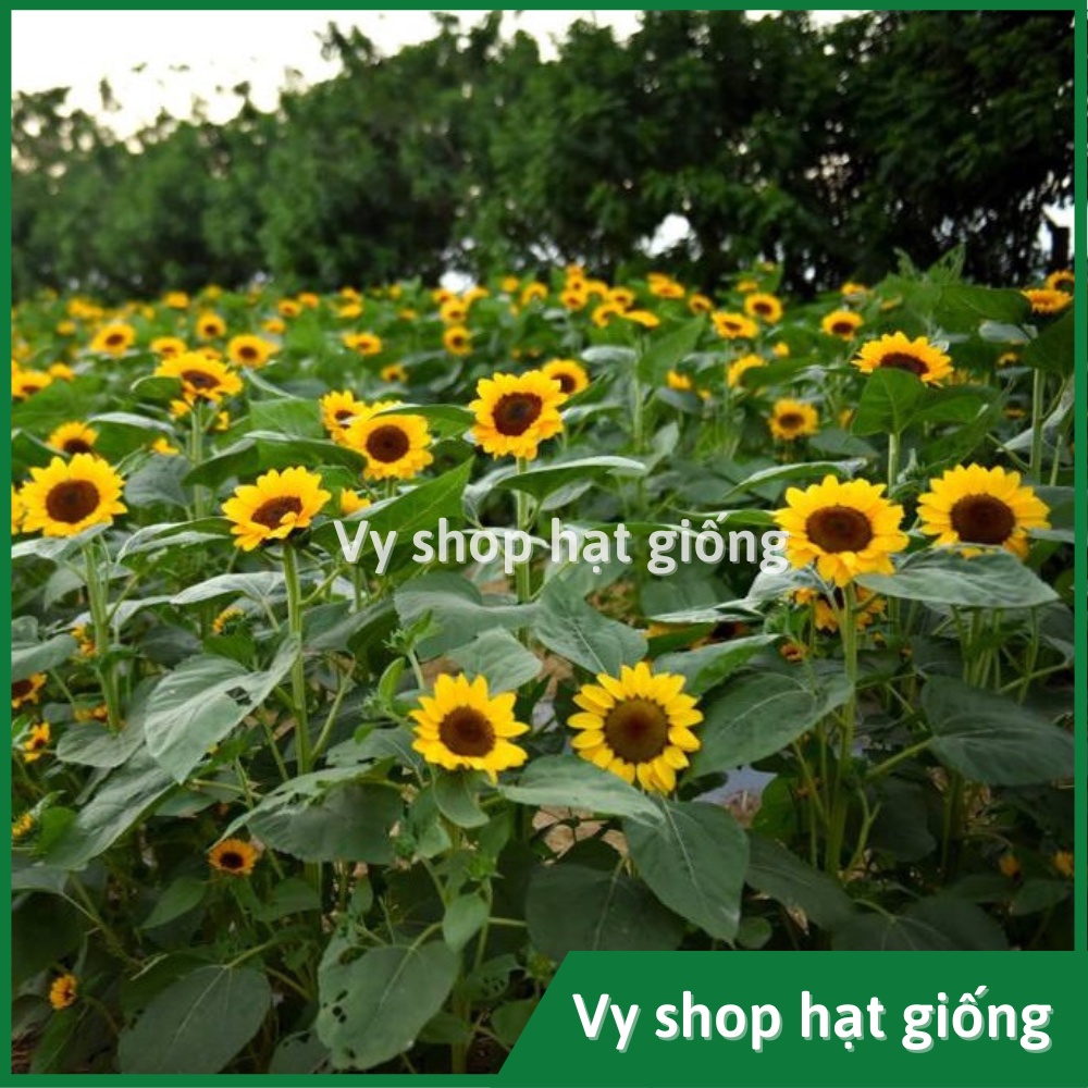 Hạt giống hoa hướng dương cắt cành Sakata gói 10 hạt
