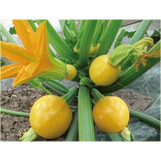 Hạt giống Bí ngồi vàng tròn F1