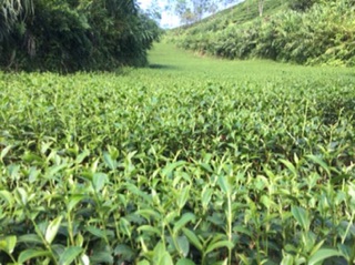 trà thái nguyên (500g)