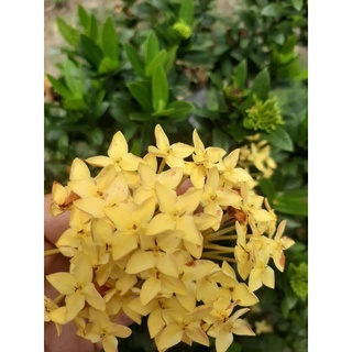 Cây Giống Bông Trang