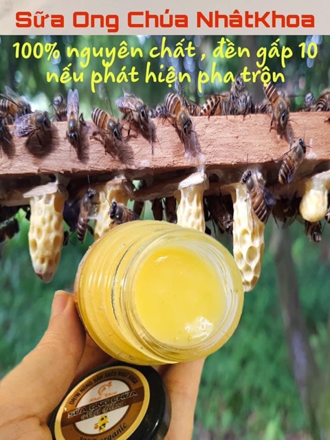 50g sữa ong chúa tươi giá tại trại, đạt ATTP