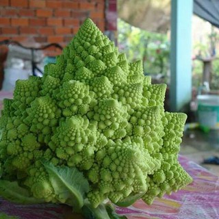 Hạt Giống Súp Lơ San Hô